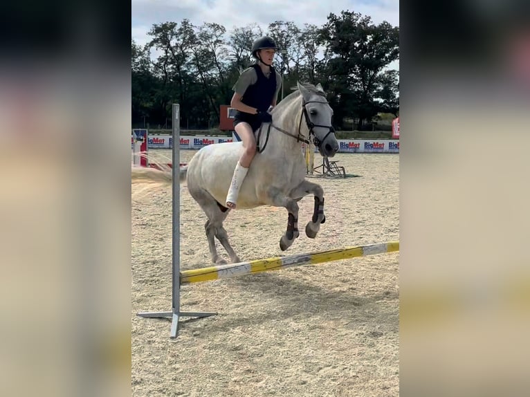 Meer ponys/kleine paarden Ruin 10 Jaar 143 cm Schimmel in Prag