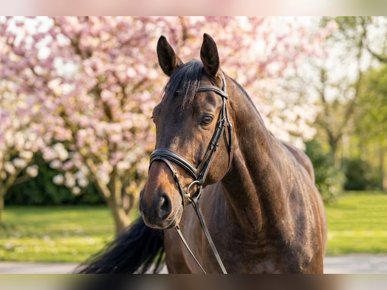 Meer ponys/kleine paarden Ruin 10 Jaar 145 cm Bruin in Kecskemét