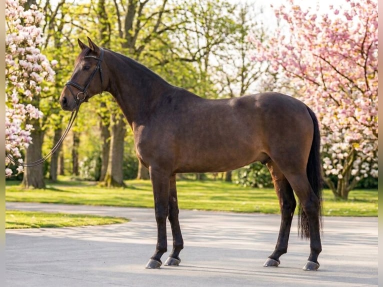 Meer ponys/kleine paarden Ruin 10 Jaar 145 cm Bruin in Kecskemét