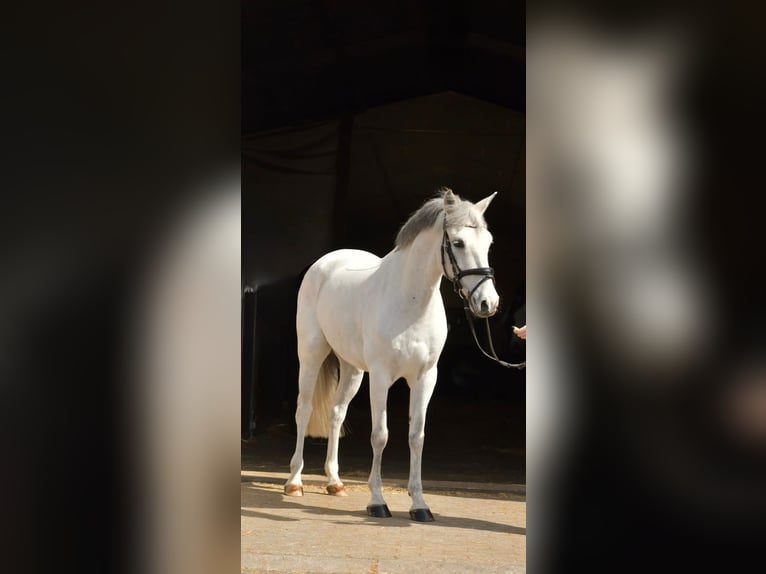 Meer ponys/kleine paarden Ruin 10 Jaar 145 cm Schimmel in Geilenkirchen