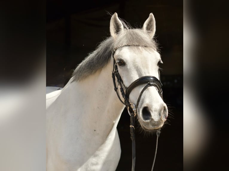 Meer ponys/kleine paarden Ruin 10 Jaar 145 cm Schimmel in Geilenkirchen