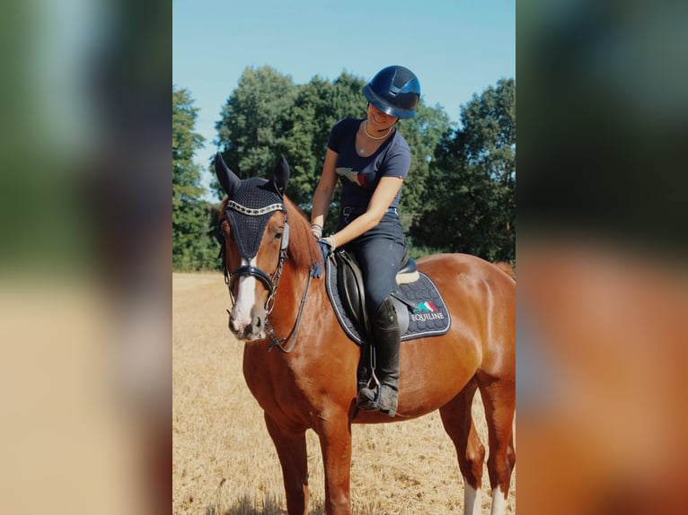 Meer ponys/kleine paarden Ruin 10 Jaar 148 cm Vos in SoltendieckSoltendieck