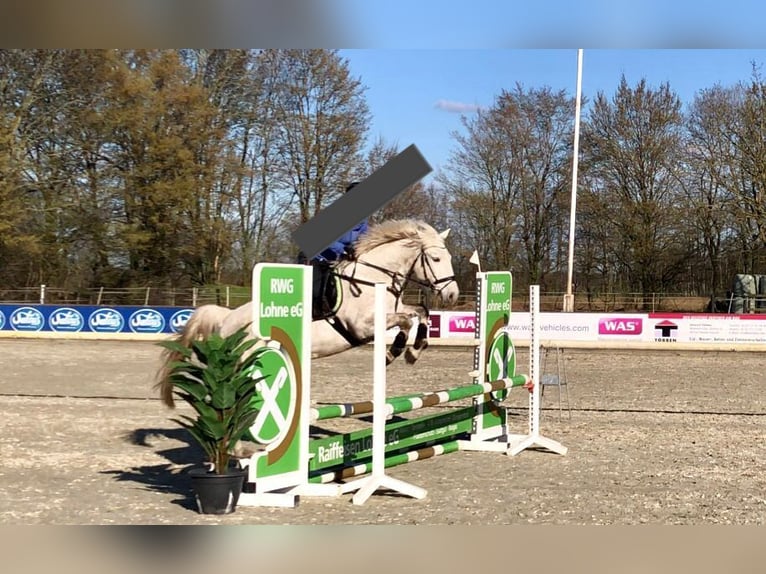 Meer ponys/kleine paarden Mix Ruin 10 Jaar 154 cm Schimmel in Osterwald