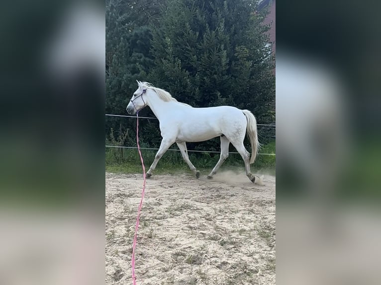 Meer ponys/kleine paarden Mix Ruin 10 Jaar 154 cm Schimmel in Osterwald
