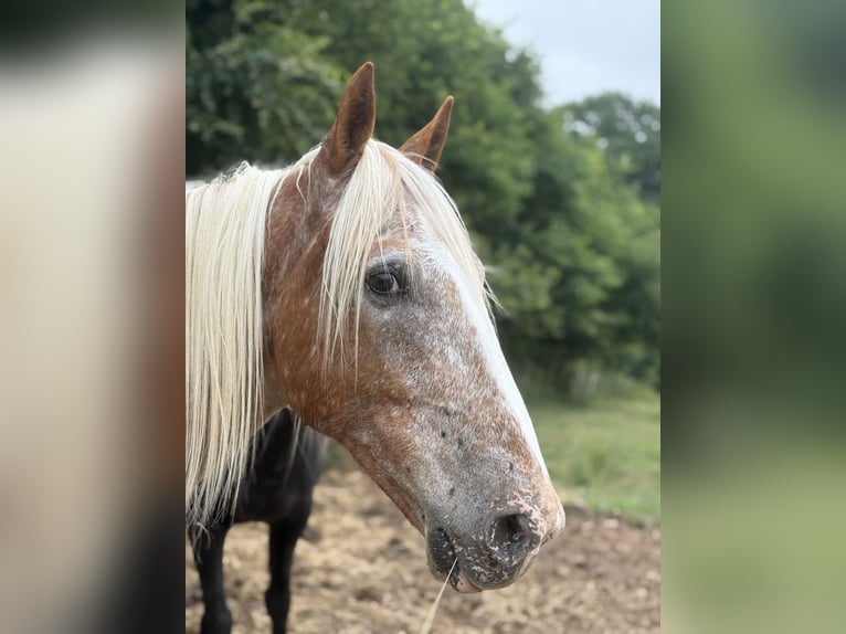 Meer ponys/kleine paarden Mix Ruin 10 Jaar 155 cm Rood schimmel in Saint-F&#xE9;lix de Reillac
