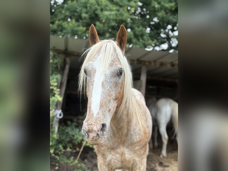 Meer ponys/kleine paarden Mix Ruin 10 Jaar 155 cm Rood schimmel in Saint-F&#xE9;lix de Reillac