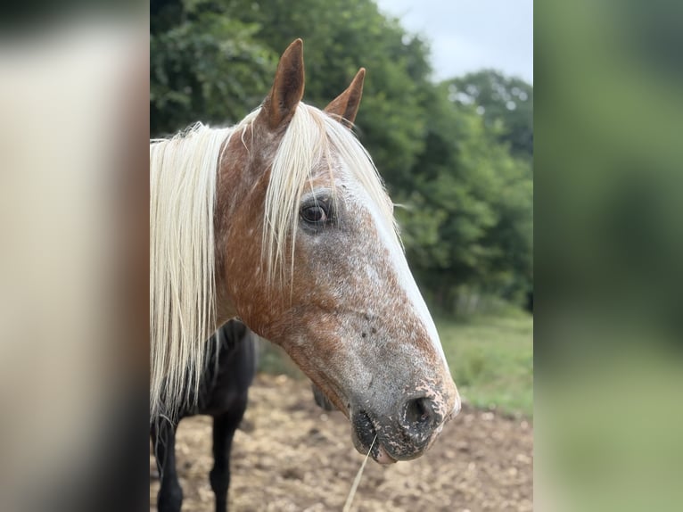 Meer ponys/kleine paarden Mix Ruin 10 Jaar 155 cm Rood schimmel in Saint-F&#xE9;lix de Reillac