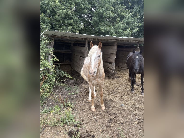 Meer ponys/kleine paarden Mix Ruin 10 Jaar 155 cm Rood schimmel in Saint-F&#xE9;lix de Reillac