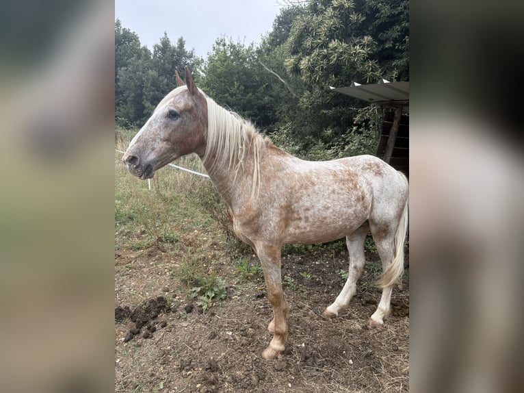 Meer ponys/kleine paarden Mix Ruin 10 Jaar 155 cm Rood schimmel in Saint-F&#xE9;lix de Reillac