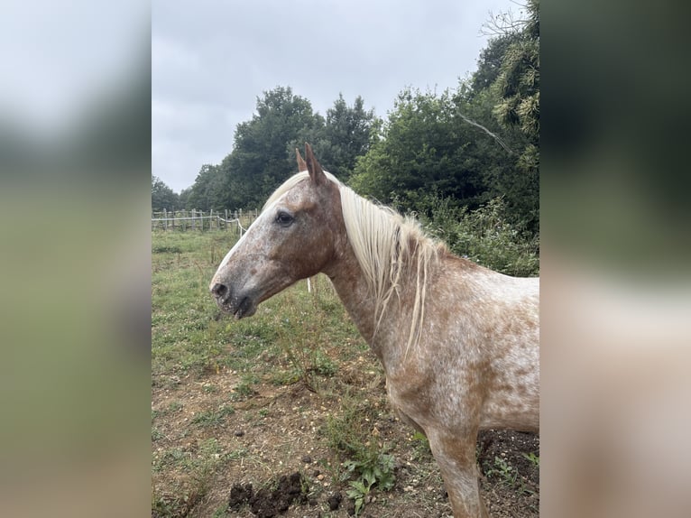 Meer ponys/kleine paarden Mix Ruin 10 Jaar 155 cm Rood schimmel in Saint-F&#xE9;lix de Reillac