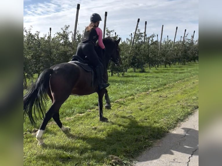 Meer ponys/kleine paarden Ruin 10 Jaar 157 cm Donkerbruin in Friedrichshafen