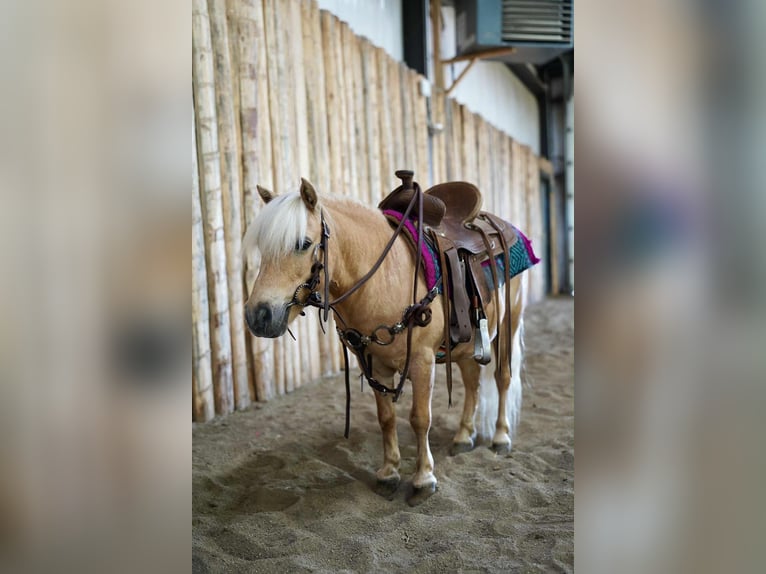 Meer ponys/kleine paarden Ruin 10 Jaar 81 cm Palomino in Corsica, SD