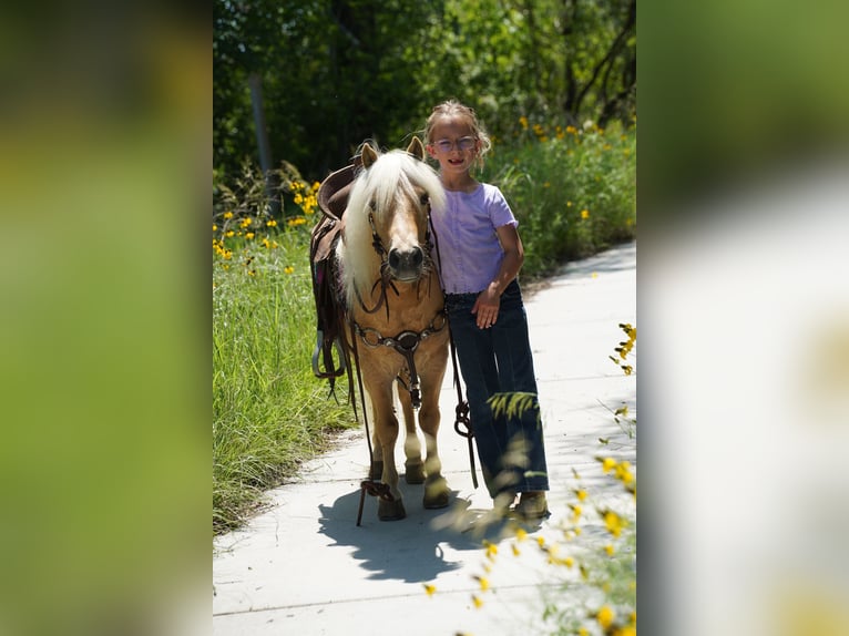 Meer ponys/kleine paarden Ruin 10 Jaar 81 cm Palomino in Corsica, SD