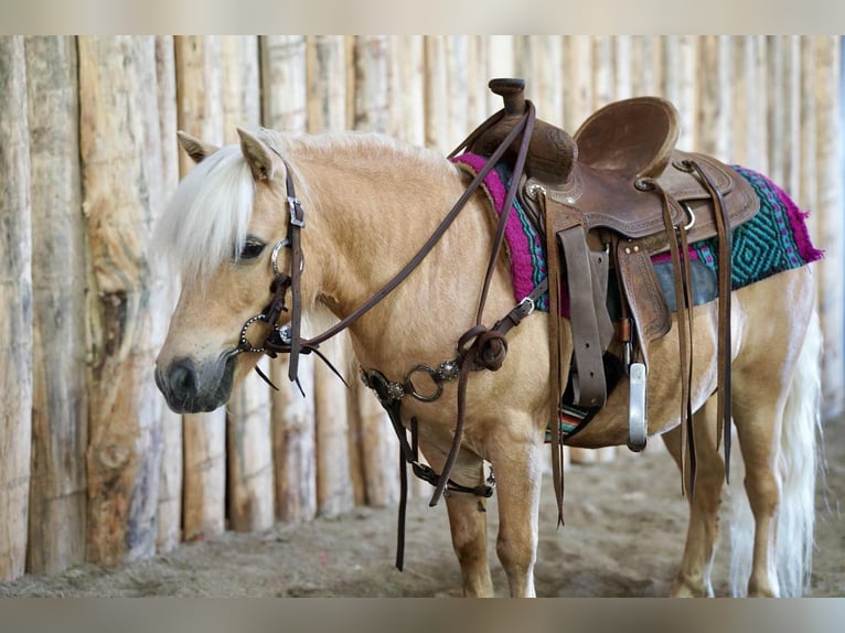 Meer ponys/kleine paarden Ruin 10 Jaar 81 cm Palomino in Corsica, SD