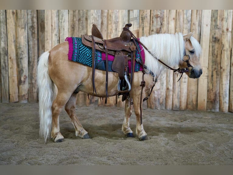 Meer ponys/kleine paarden Ruin 10 Jaar 81 cm Palomino in Corsica, SD