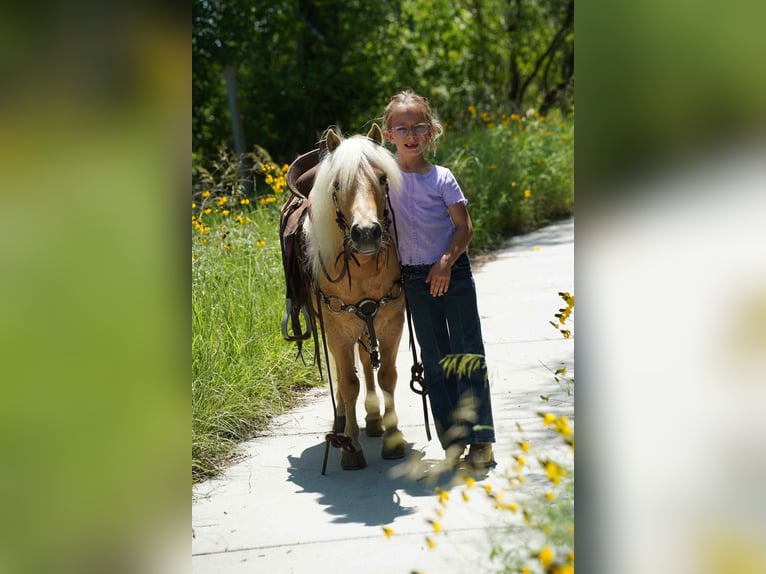 Meer ponys/kleine paarden Ruin 10 Jaar 81 cm Palomino in Corsica, SD
