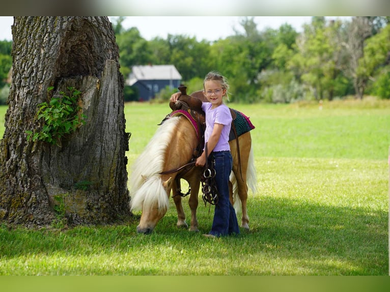 Meer ponys/kleine paarden Ruin 10 Jaar 81 cm Palomino in Corsica, SD