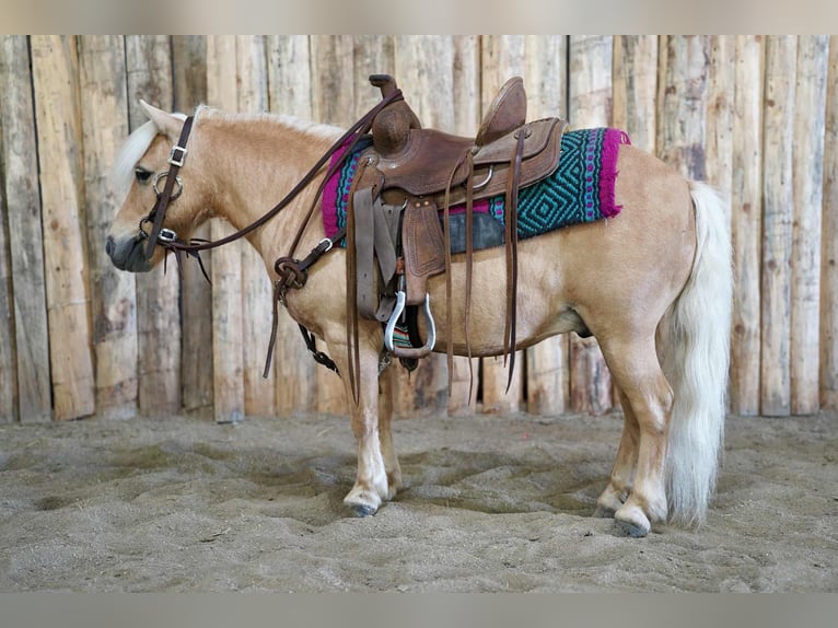 Meer ponys/kleine paarden Ruin 10 Jaar 81 cm Palomino in Corsica, SD