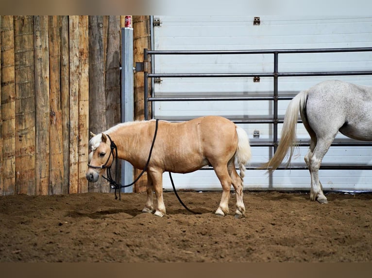 Meer ponys/kleine paarden Ruin 10 Jaar 81 cm Palomino in Corsica, SD