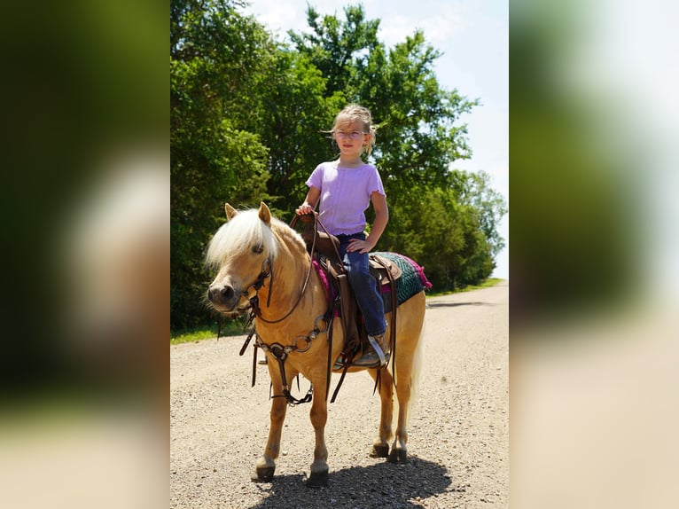 Meer ponys/kleine paarden Ruin 10 Jaar 81 cm Palomino in Corsica, SD