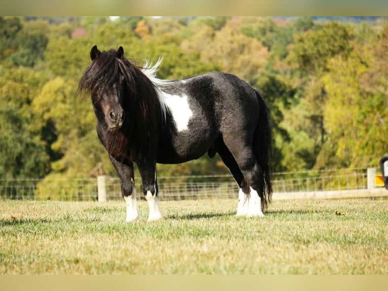 Meer ponys/kleine paarden Ruin 10 Jaar 86 cm Gevlekt-paard in Fresno