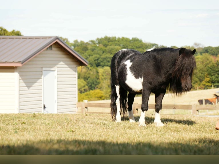 Meer ponys/kleine paarden Ruin 10 Jaar 86 cm Gevlekt-paard in Fresno