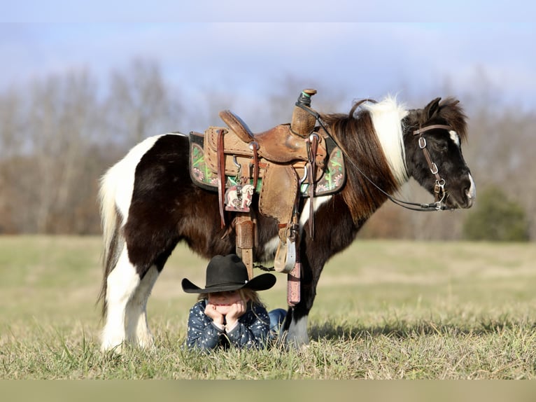 Meer ponys/kleine paarden Ruin 10 Jaar 91 cm Gevlekt-paard in Mount Vernon