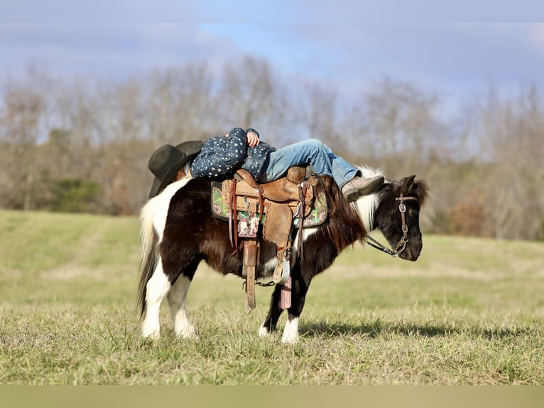 Meer ponys/kleine paarden Ruin 10 Jaar 91 cm Gevlekt-paard in Mount Vernon