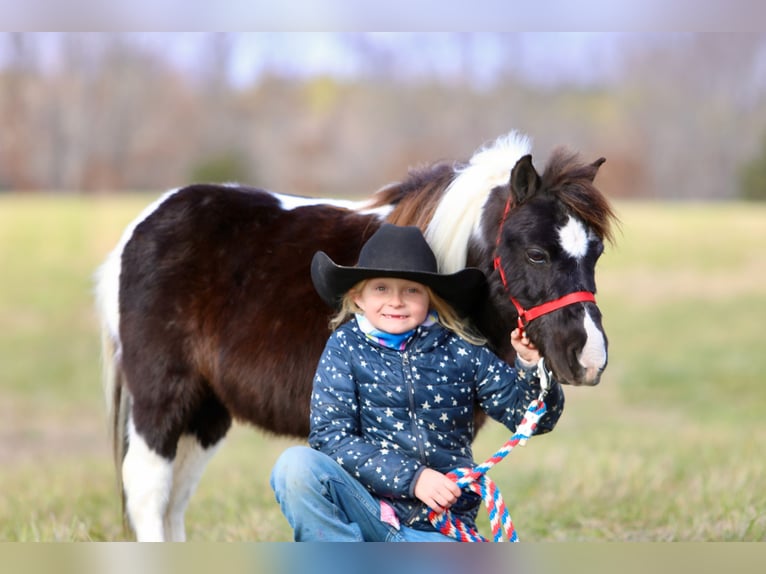 Meer ponys/kleine paarden Ruin 10 Jaar 91 cm Gevlekt-paard in Mount Vernon