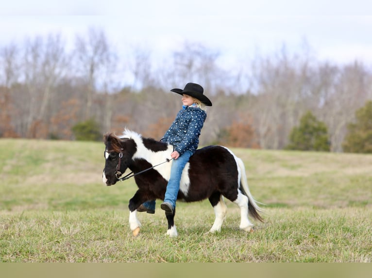 Meer ponys/kleine paarden Ruin 10 Jaar 91 cm Gevlekt-paard in Mount Vernon