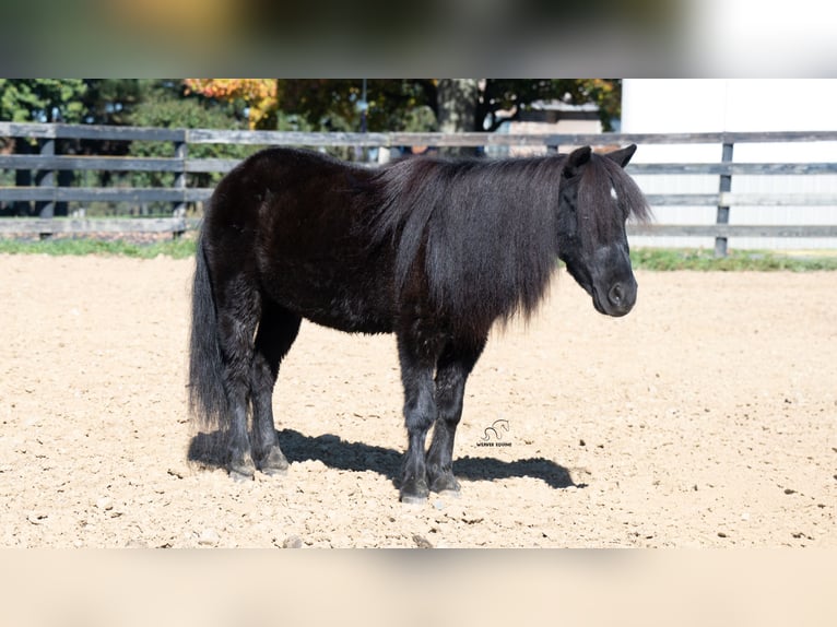 Meer ponys/kleine paarden Ruin 10 Jaar 91 cm Zwart in Fredericksburg