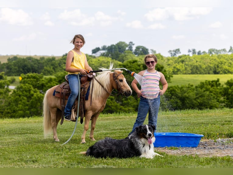 Meer ponys/kleine paarden Ruin 10 Jaar 94 cm Palomino in Ewing