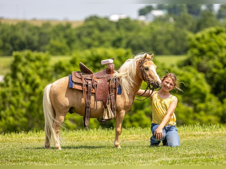 Meer ponys/kleine paarden Ruin 10 Jaar 94 cm Palomino in Ewing