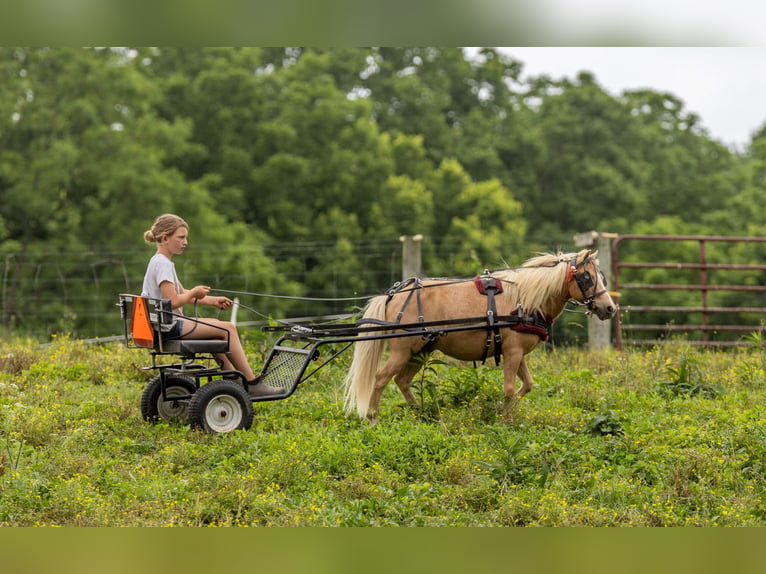 Meer ponys/kleine paarden Ruin 10 Jaar 94 cm Palomino in Ewing