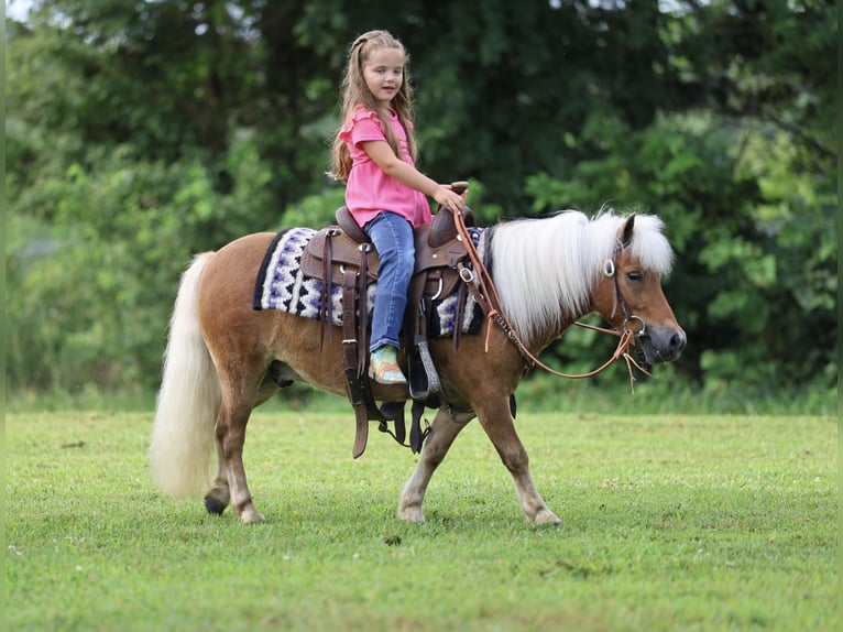 Meer ponys/kleine paarden Ruin 10 Jaar 94 cm Roodvos in Sedalia, MO