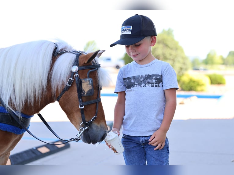 Meer ponys/kleine paarden Ruin 10 Jaar 94 cm Roodvos in Sedalia, MO