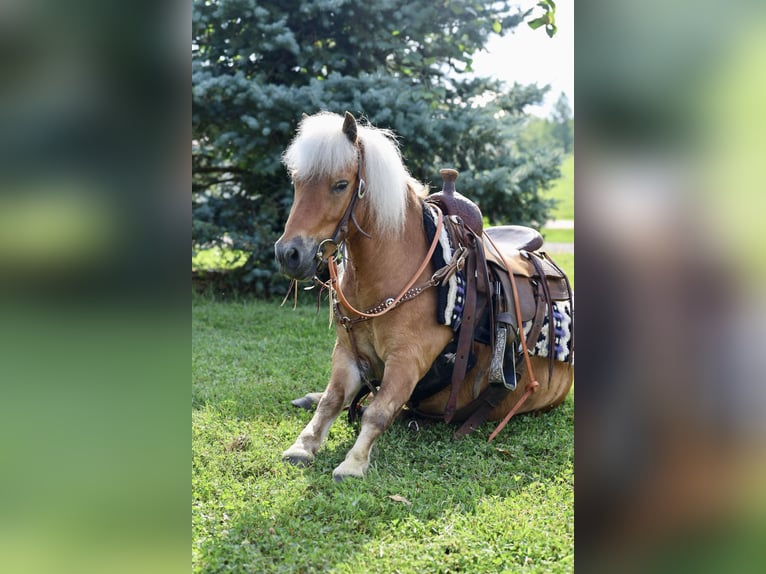Meer ponys/kleine paarden Ruin 10 Jaar 94 cm Roodvos in Sedalia, MO