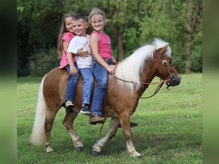 Meer ponys/kleine paarden Ruin 10 Jaar 94 cm Roodvos in Sedalia, MO