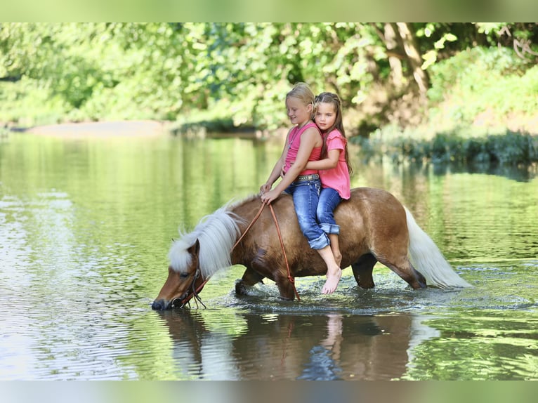 Meer ponys/kleine paarden Ruin 10 Jaar 94 cm Roodvos in Sedalia, MO