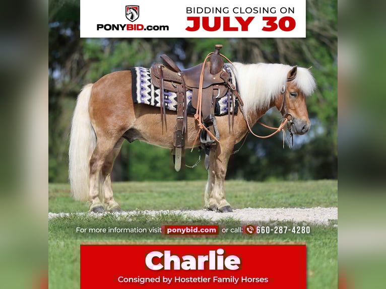 Meer ponys/kleine paarden Ruin 10 Jaar 94 cm Roodvos in Sedalia, MO