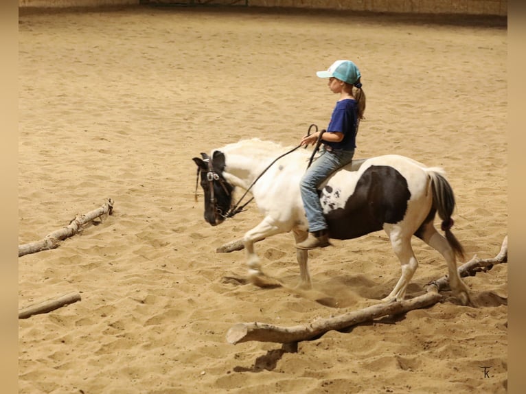 Meer ponys/kleine paarden Ruin 10 Jaar 95 cm Gevlekt-paard in Bellevue