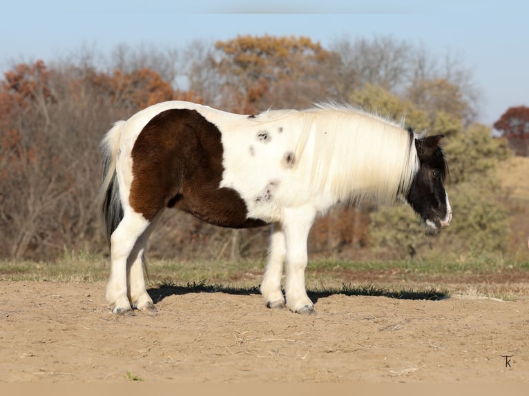 Meer ponys/kleine paarden Ruin 10 Jaar 95 cm Gevlekt-paard in Bellevue