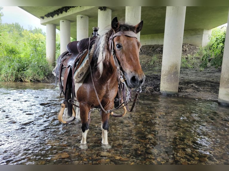 Meer ponys/kleine paarden Ruin 10 Jaar 99 cm Gevlekt-paard in Oelwein