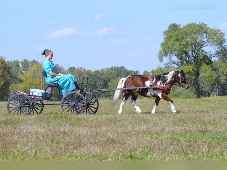 Meer ponys/kleine paarden Ruin 10 Jaar 99 cm Gevlekt-paard in Oelwein