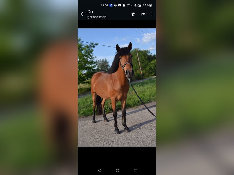 Meer ponys/kleine paarden Ruin 10 Jaar Bruin in Mannheim Mannheim