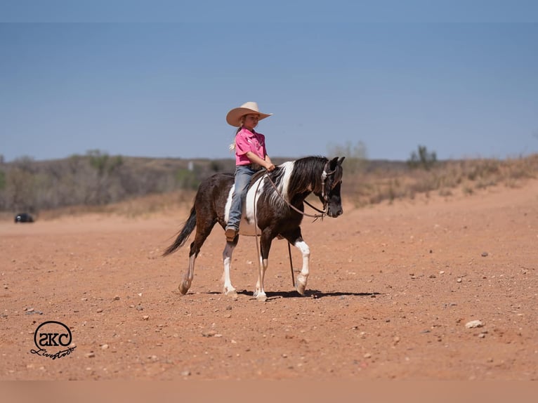 Meer ponys/kleine paarden Ruin 10 Jaar Gevlekt-paard in Canyon