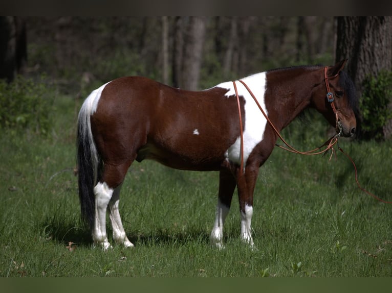 Meer ponys/kleine paarden Ruin 10 Jaar Gevlekt-paard in Bernard