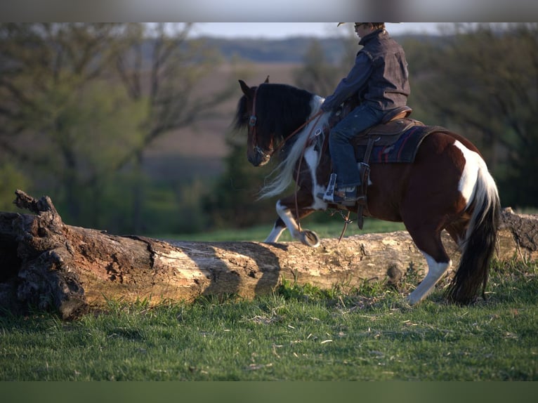 Meer ponys/kleine paarden Ruin 10 Jaar Gevlekt-paard in Bernard