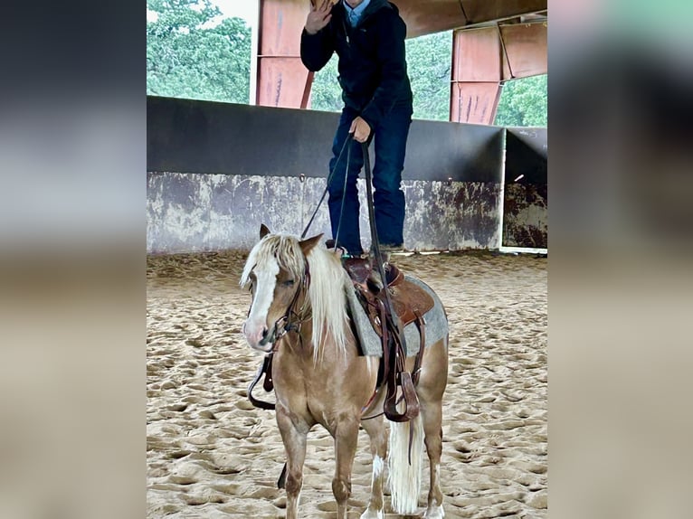Meer ponys/kleine paarden Ruin 10 Jaar Palomino in Cisco