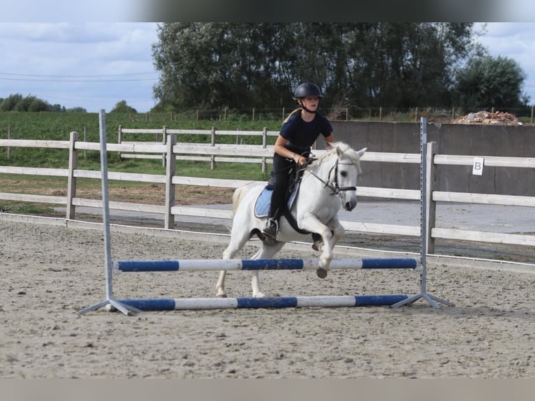 Meer ponys/kleine paarden Ruin 11 Jaar 116 cm Wit in Pepingen